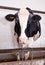 Portrait of dairy cow inside cowshed. farming life