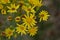 Portrait Of A Daisy In The Mountains Galicia Fills Valleys Pine Forests Meadows And Forests Of Eucalyptus In Rebedul. August 3,