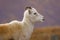 Portrait of Dall sheep in Denali NP, Alaska, US