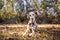 Portrait of a dalmatian with brown spots