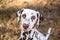 Portrait of a dalmatian with brown spots