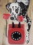 Portrait of dalmatian dog holding a red telefone in mouth