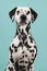 Portrait of a dalmatian dog looking at the camera on a blue background