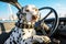 Portrait of a Dalmatian dog sitting in the driver\\\'s seat of a car