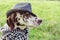Portrait of a dalmatian dog in a striped hat and checkered scarf