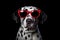 Portrait Dalmatian Dog With Sunglasses Black Background