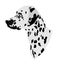 Portrait of Dalmatian dog vector had illustration isolated.
