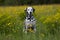 Portrait of dalmatian on meadow