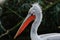 A portrait of a Dalmatian Pelican with beautiful light shining through his red beak