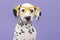 Portrait of a dalmatian puppy dog on a purple background wearing big yellow glasses facing the camera