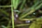 Portrait of damselfly - Common Bluetail