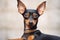 Portrait of a dane. Portrait of cute miniature pinscher dog.