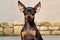 Portrait of a dane. Portrait of cute miniature pinscher dog.