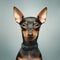 Portrait of a dane. Portrait of cute miniature pinscher dog.