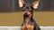 Portrait of a dane. Portrait of cute miniature pinscher dog.