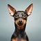 Portrait of a dane. Portrait of cute miniature pinscher dog.