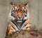 Portrait of dangerous animal. Sumatran tiger, Panthera tigris sumatrae, rare tiger subspecies that inhabits the Indonesian island