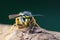 Portrait of dangerous and poisonous Vespula germanica wasp