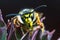 Portrait of dangerous and  poisonous Vespula germanica wasp