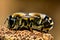 Portrait of dangerous and poisonous Vespula germanica wasp