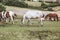 Portrait of a Danish Knabstrupper horse at a meadow