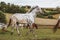 Portrait of a Danish Knabstrupper horse at a meadow