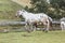 Portrait of a Danish Knabstrupper horse at a meadow