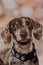 Portrait of dapple coloured smooth-haired miniature dachshund