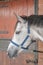 Portrait of Dapple gray horse in the stable doors