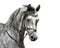 Portrait of dapple-grey arabian horse