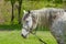 Portrait of dappled mare