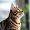 Portrait of a dark Bengal cat sitting in a light room beside a window. Closeup face of a beautiful brown Bengal cat at home.