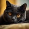 Portrait of a dark gray British Shorthair cat lying on a sofa beside a window in a light room. Closeup face of a beautiful British