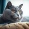 Portrait of a dark gray British Shorthair cat lying on a sofa beside a window in a light room. Closeup face of a beautiful British