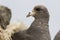 Portrait of dark morphs fulmars turned his head a summer