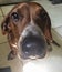 Portrait of Daschund hound dog nose
