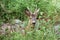 Portrait of deer amidst plants in forest