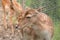 Portrait of a deer. deer in the meadow.