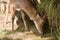 Portrait of a deer. deer in the meadow.