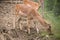 Portrait of a deer. deer in the meadow.