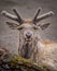 Portrait of a deer lying close to the forest