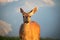 Portrait of a deer in a meadow. Taken at Hurricane Ridge in Olympic National Park