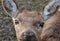 Portrait of a deer or roe deer. A deer looks over a fence. he is trapped in a fence. breeding animals for meat, skins and antlers.