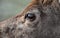 Portrait of a deer or roe deer. A deer looks over a fence. he is trapped in a fence. breeding animals for meat, skins and antlers.