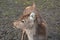 Portrait of a deer or roe deer. A deer looks over a fence. he is trapped in a fence. breeding animals for meat, skins and antlers.