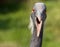 Portrait of a demoiselle crane