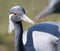 Portrait of demoiselle crane