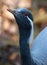 Portrait of Demoiselle Crane