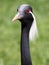 Portrait of demoiselle crane