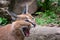 Portrait desert cats Caracal or African lynx